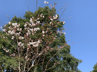 水戸田桜　0409